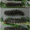 mel ornata larva7 volg12